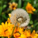  Dandelion, Ecuador 2011